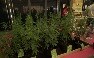 Live cannabis plants at Expocanamo