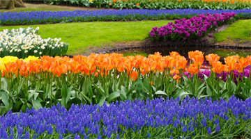 Keukenhof Gardens in Amsterdam