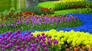 Keukenhof Gardens in Amsterdam Holland