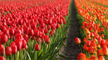 Keukenhof Gardens Amsterdam